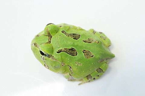 ツノガエルの飼い方のご紹介 爬虫類クラブj 横須賀店ブログ