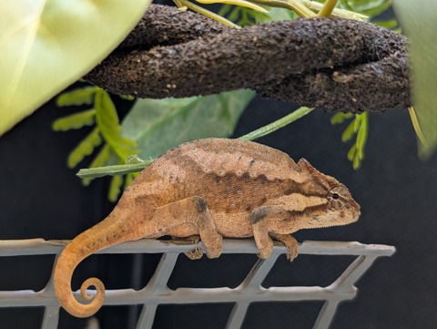 PXL_20250208_074839961