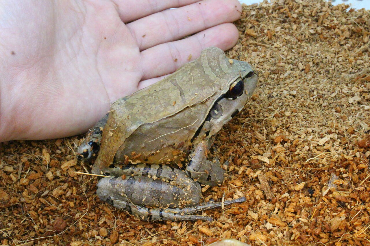 新入荷 両生類 ナンベイウシガエル カルバルホ ミステリオサスetc 爬虫類クラブj 横須賀店ブログ