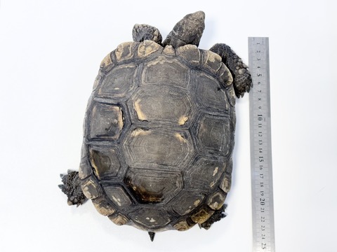 FullSizeRender