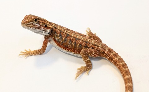 PXL_20260128_084322015~2