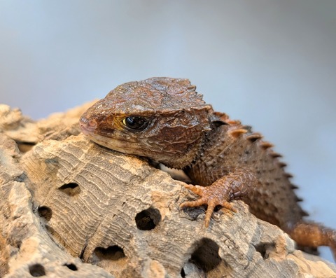 PXL_20250130_090430930~2