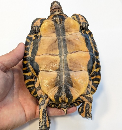 PXL_20260128_082459318~2