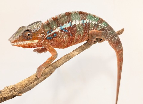 PXL_20250725_101505277~2