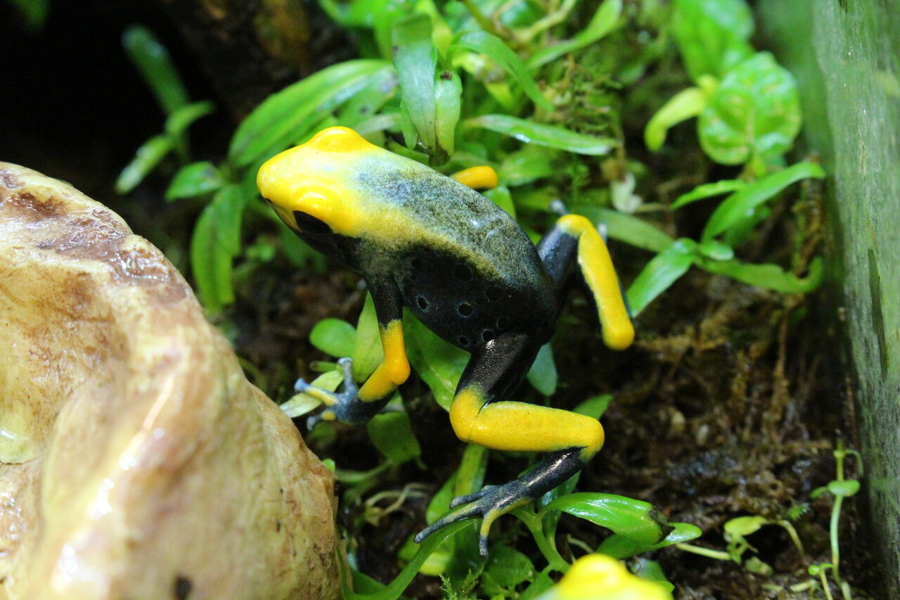 爬虫類クラブj 横須賀店ブログ 両生類