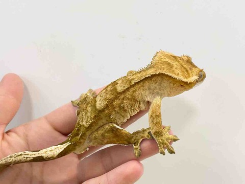 FullSizeRender
