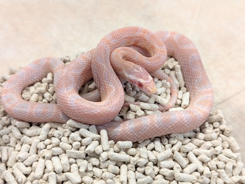 PXL_20250601_111314769~2