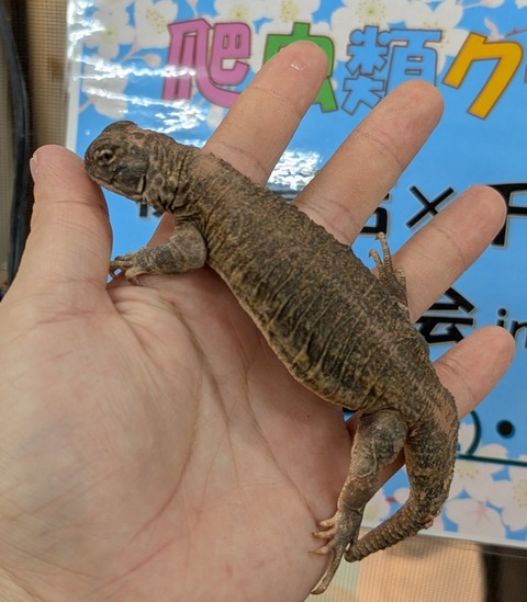 PXL_20250322_072012370~2