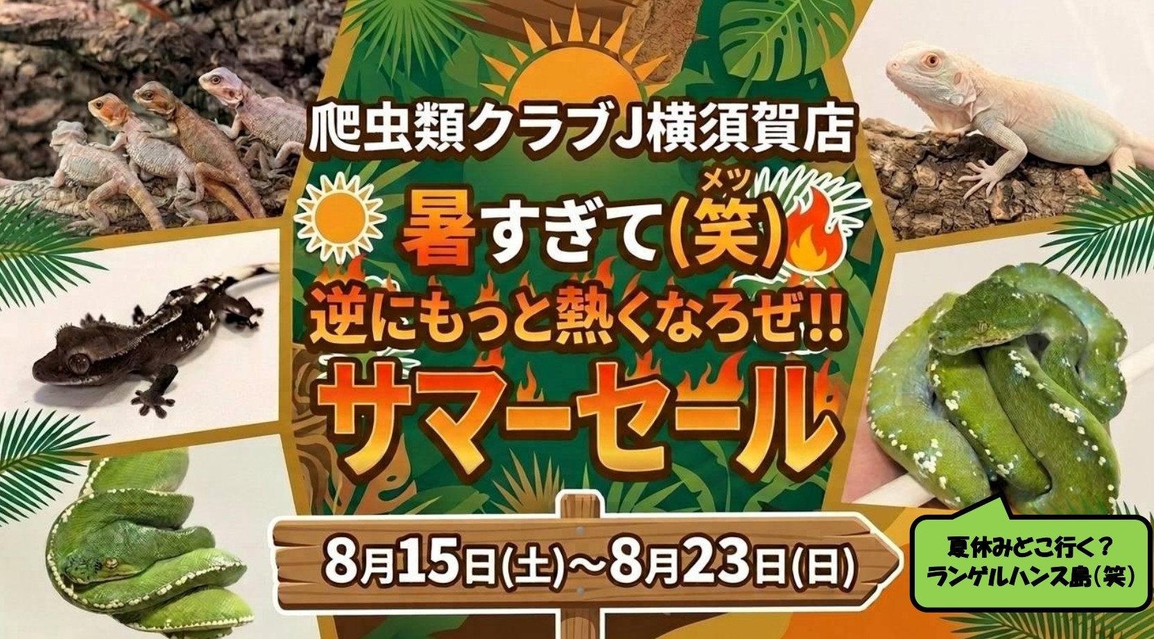 8月15日からサマーセール！緑色の生体一部紹介】 : 爬虫類クラブJ