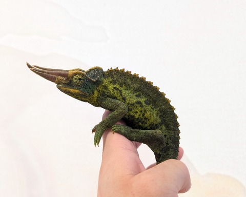 PXL_20260129_070125917~3