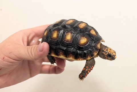 PXL_20260204_093759113~2