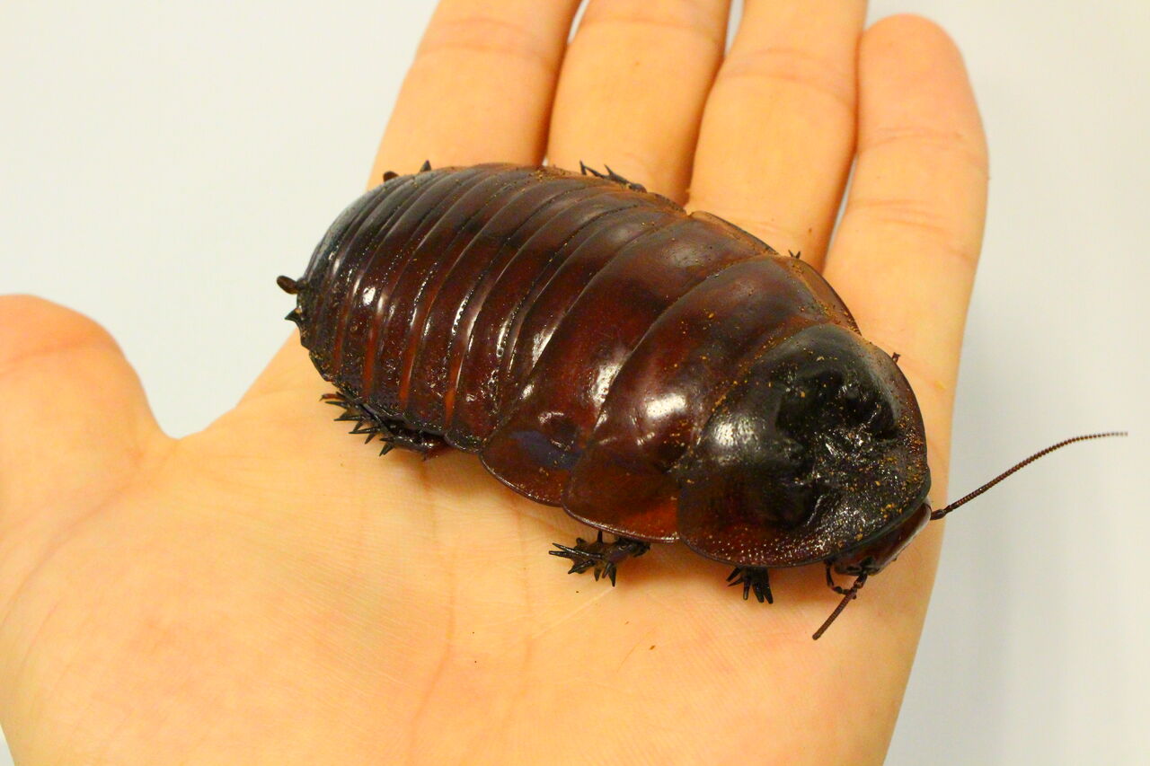 爬虫類クラブj 横須賀店ブログ