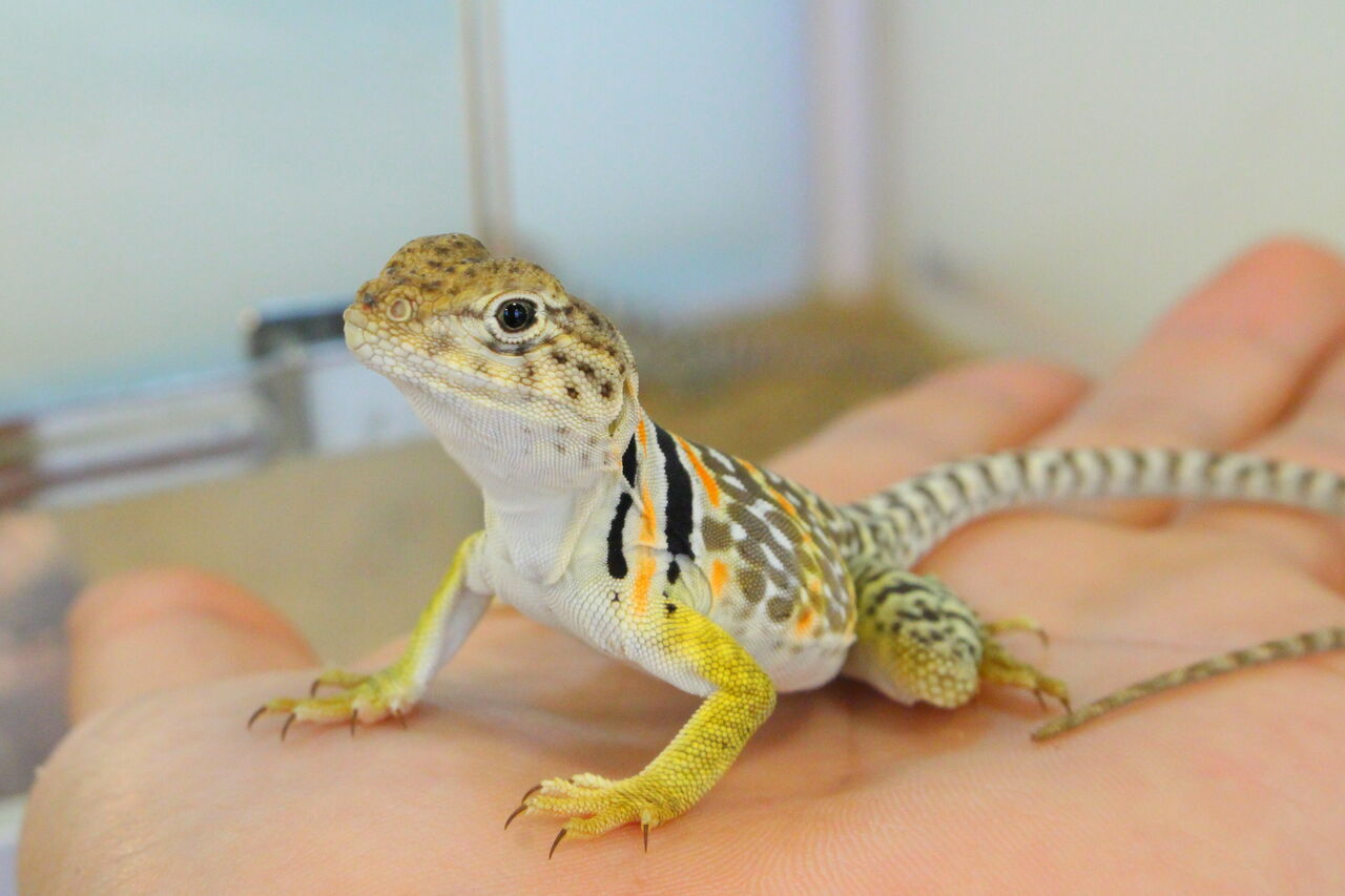 新入荷 フトアゴヒゲトカゲ クビワトカゲなど 爬虫類クラブj 横須賀店ブログ