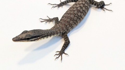 PXL_20260128_081405236~2