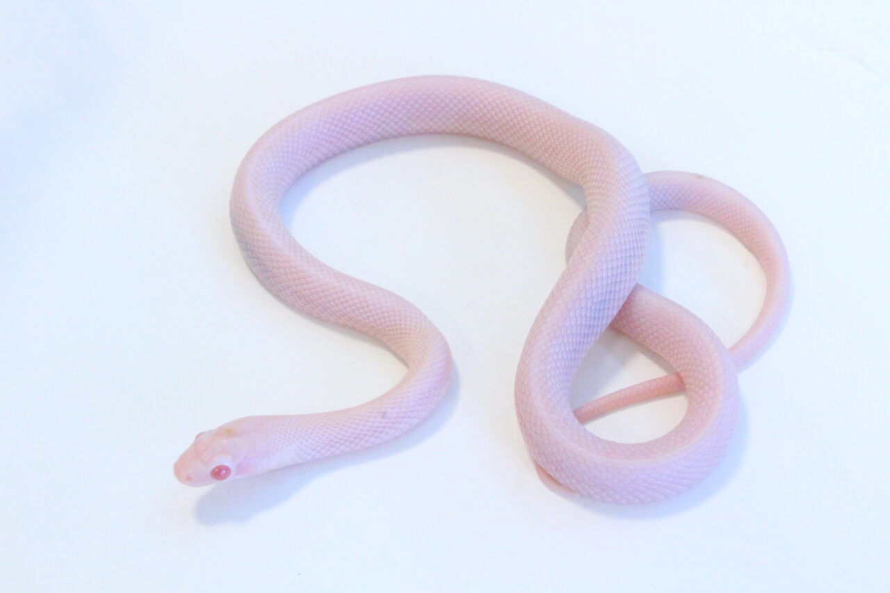 新入荷 いろいろ 爬虫類クラブj 横須賀店ブログ 新入荷 いろいろ 爬虫類クラブj 横須賀店ブログ