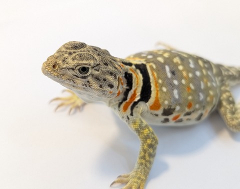 PXL_20250623_103325286~2