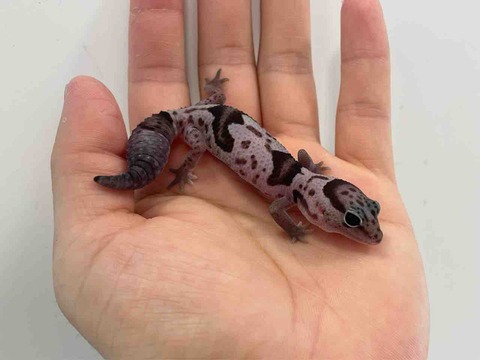 FullSizeRender