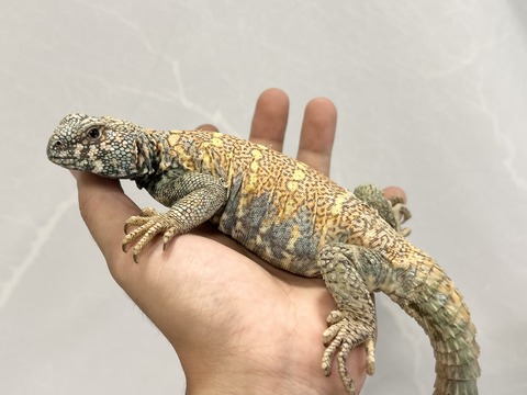 FullSizeRender