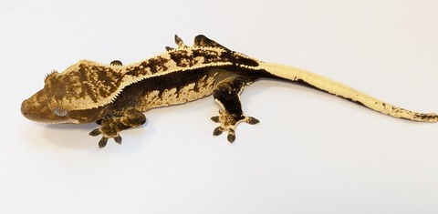 PXL_20250504_110815879~2