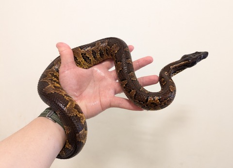 PXL_20250628_054218843~2