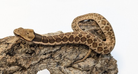 PXL_20251104_110247278~2