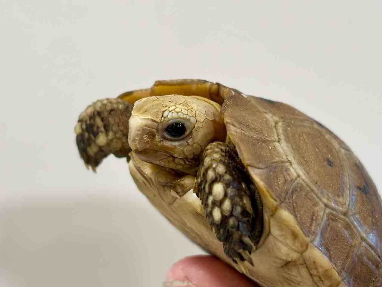 「新入荷」芸術のバリ島からカメ(KURA-KURA)入荷しました。 新入荷」芸術のバリ島からカメ(KURA-KURA)入荷しました。