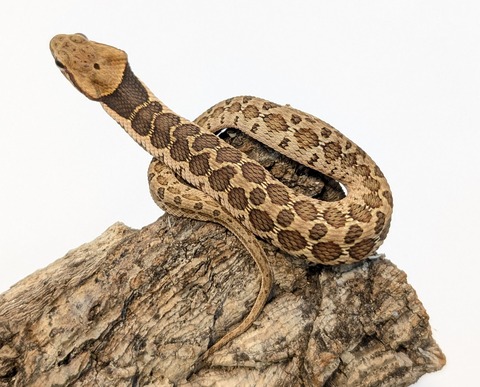 PXL_20251104_110210438~2