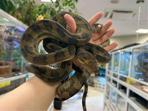 FullSizeRender