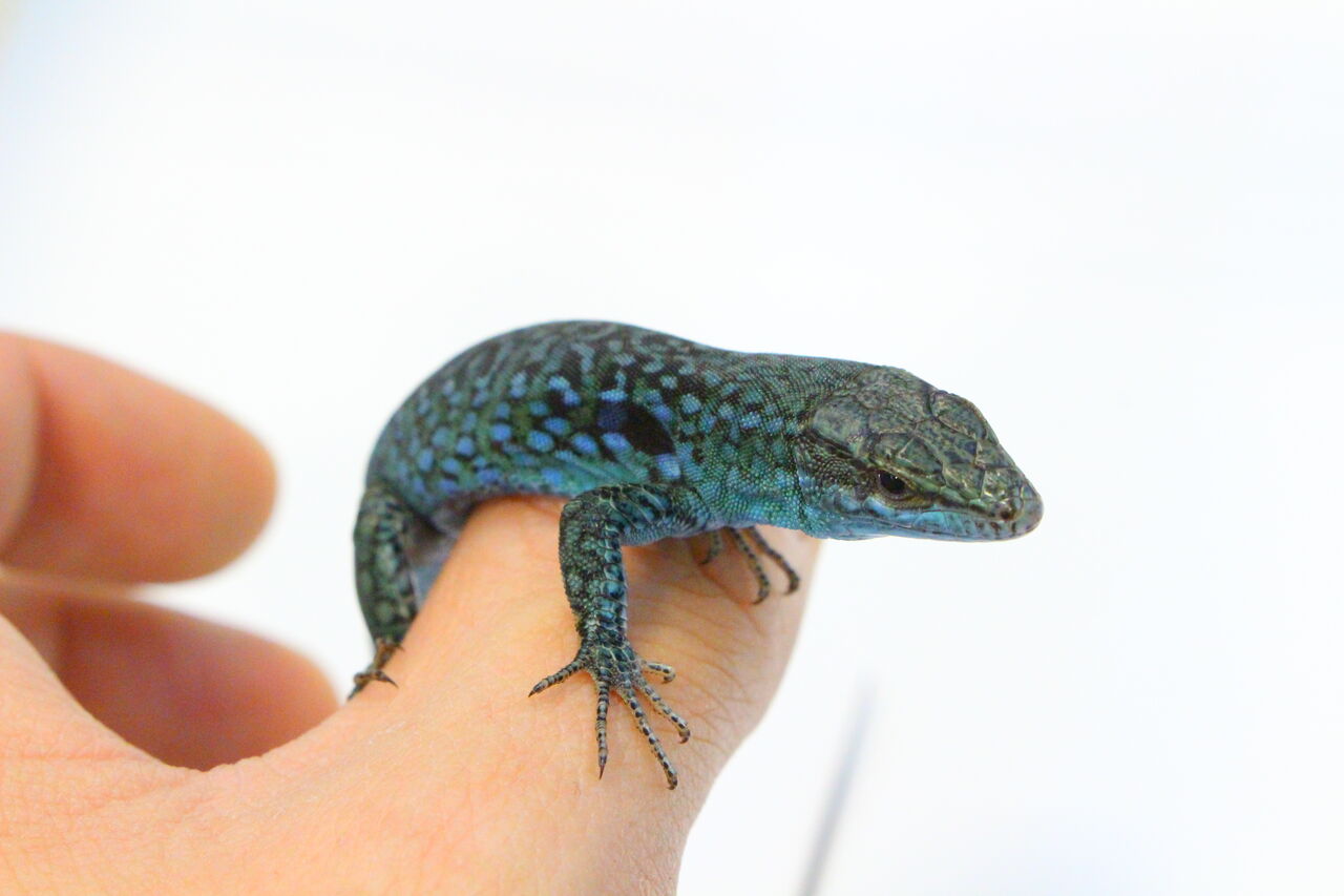 オススメ クレンメリーカベカナヘビ 爬虫類クラブj 横須賀店ブログ