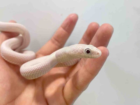 FullSizeRender