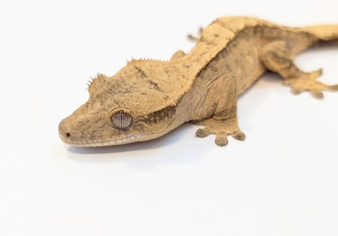 PXL_20250424_084117910~2