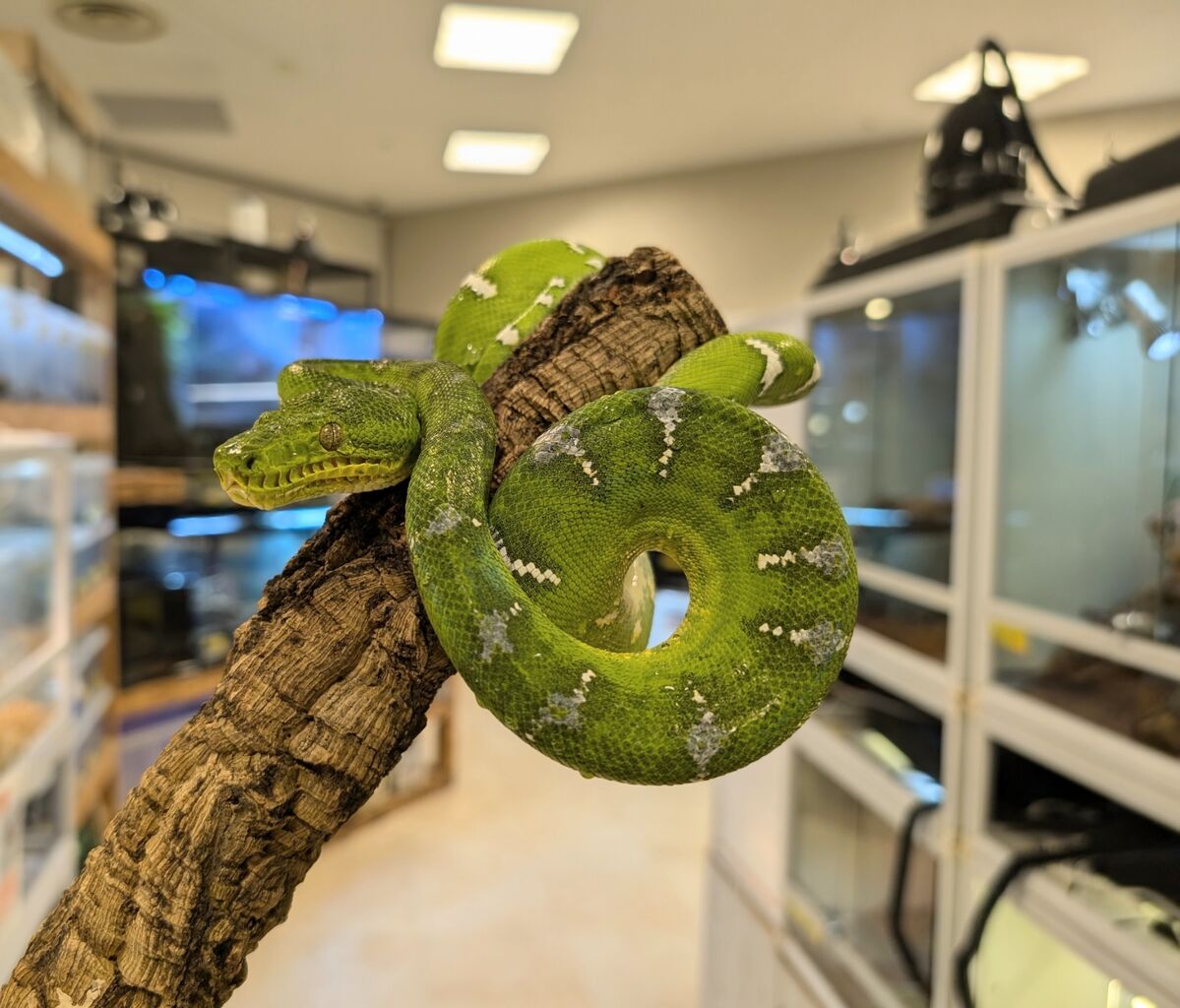 新入荷：エメラルドツリーボア！！！】 : 爬虫類クラブJ 横須賀店ブログ