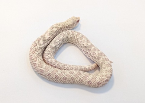 PXL_20251211_103050710~2