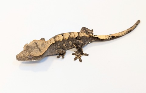 PXL_20250424_084315780~2