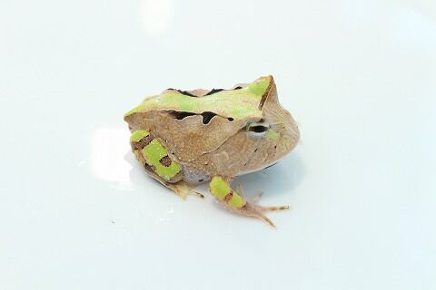 ツノガエルの飼い方のご紹介 爬虫類クラブj 横須賀店ブログ
