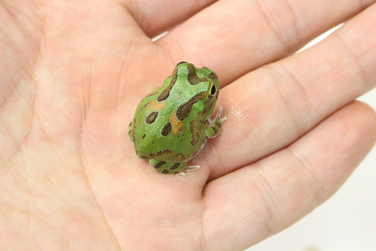 ツノガエルの飼い方のご紹介 爬虫類クラブj 横須賀店ブログ ツノガエルの飼い方のご紹介 爬虫類クラブj 横須賀店ブログ