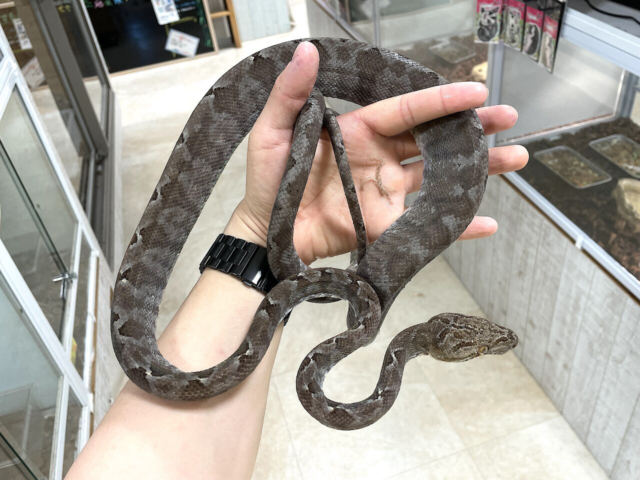 アマゾン ツリー ボア