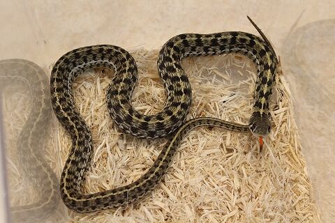 オススメ生体 アメリカのヘビ達 爬虫類クラブj 横須賀店ブログ