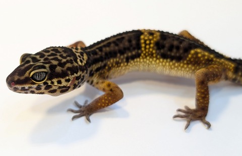 PXL_20250513_091319698~2