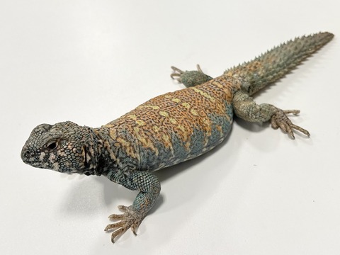 FullSizeRender