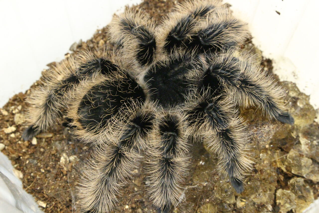 新入荷 オルナータトゲオアガマ エジプトトゲオアガマ その他 爬虫類クラブj 横須賀店ブログ 新入荷 オルナータトゲオアガマ エジプトトゲオアガマ その他 爬虫類クラブj 横須賀店ブログ