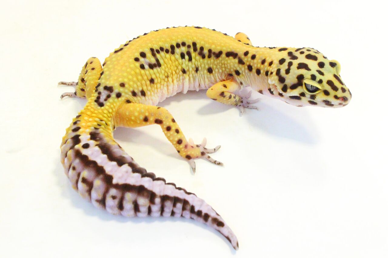 ヒョウモントカゲモドキ品種図鑑 = LEOPARD GECKO Morph B… ヒョウモントカゲモドキ品種図鑑 | 株式会社誠文堂新光社