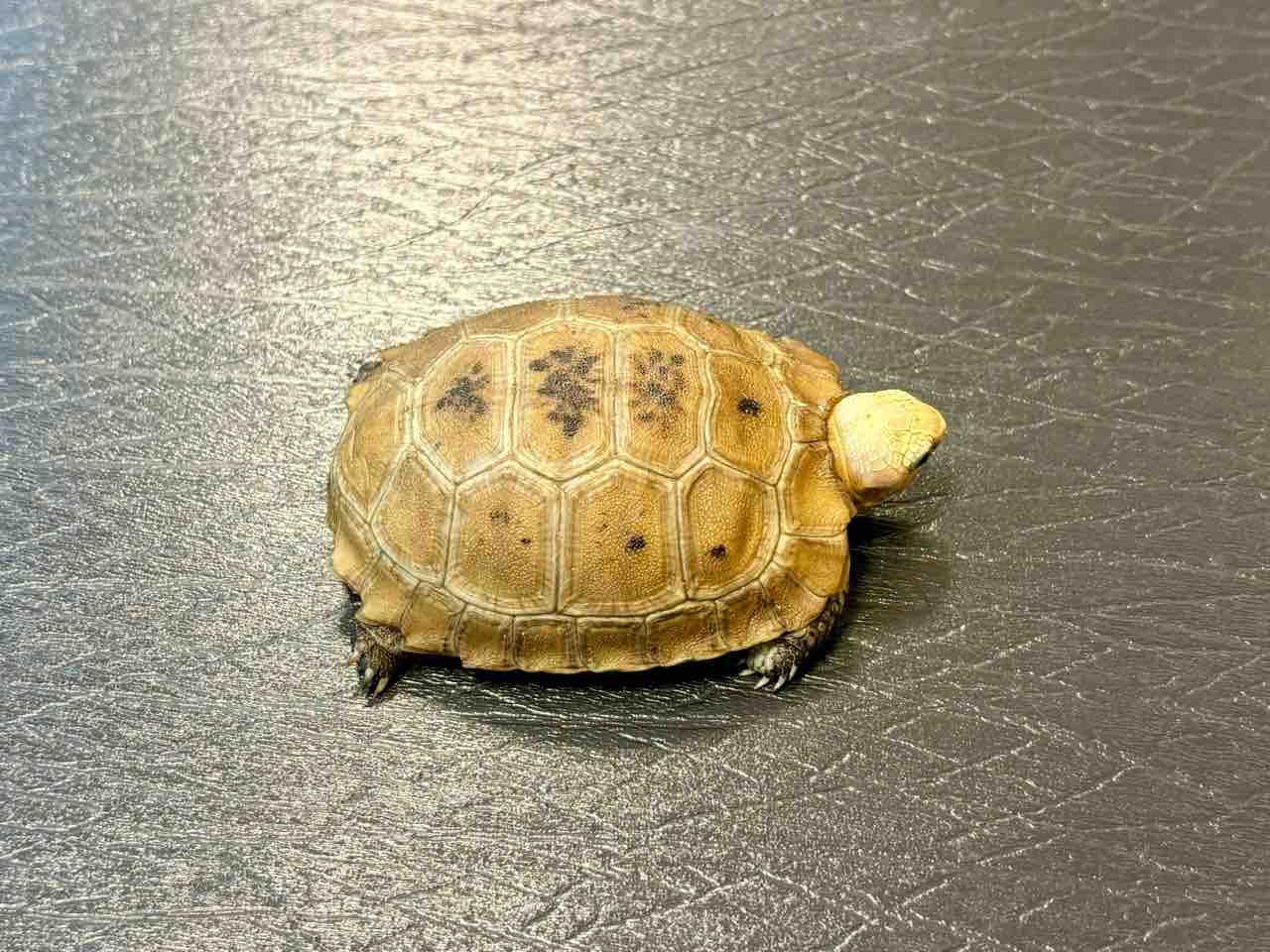 新入荷」芸術のバリ島からカメ(KURA-KURA)入荷しました。