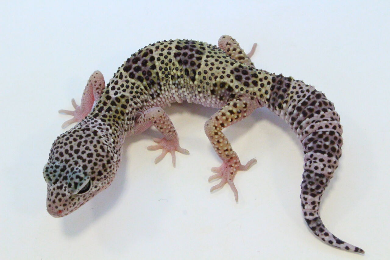 オススメ生体 ヒョウモントカゲモドキ 爬虫類クラブj 横須賀店ブログ