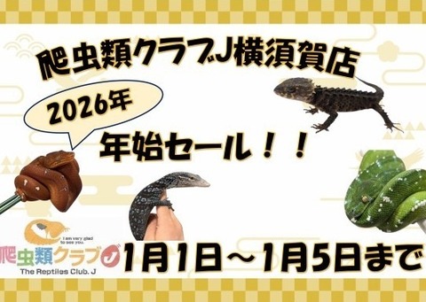 年始セール開催中！オススメ生体紹介Part3】 : 爬虫類クラブJ 横須賀店 