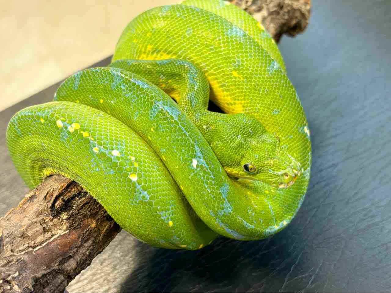 新入荷：グリーンパイソン、ボア、セレベス】 : 爬虫類クラブJ 横須賀