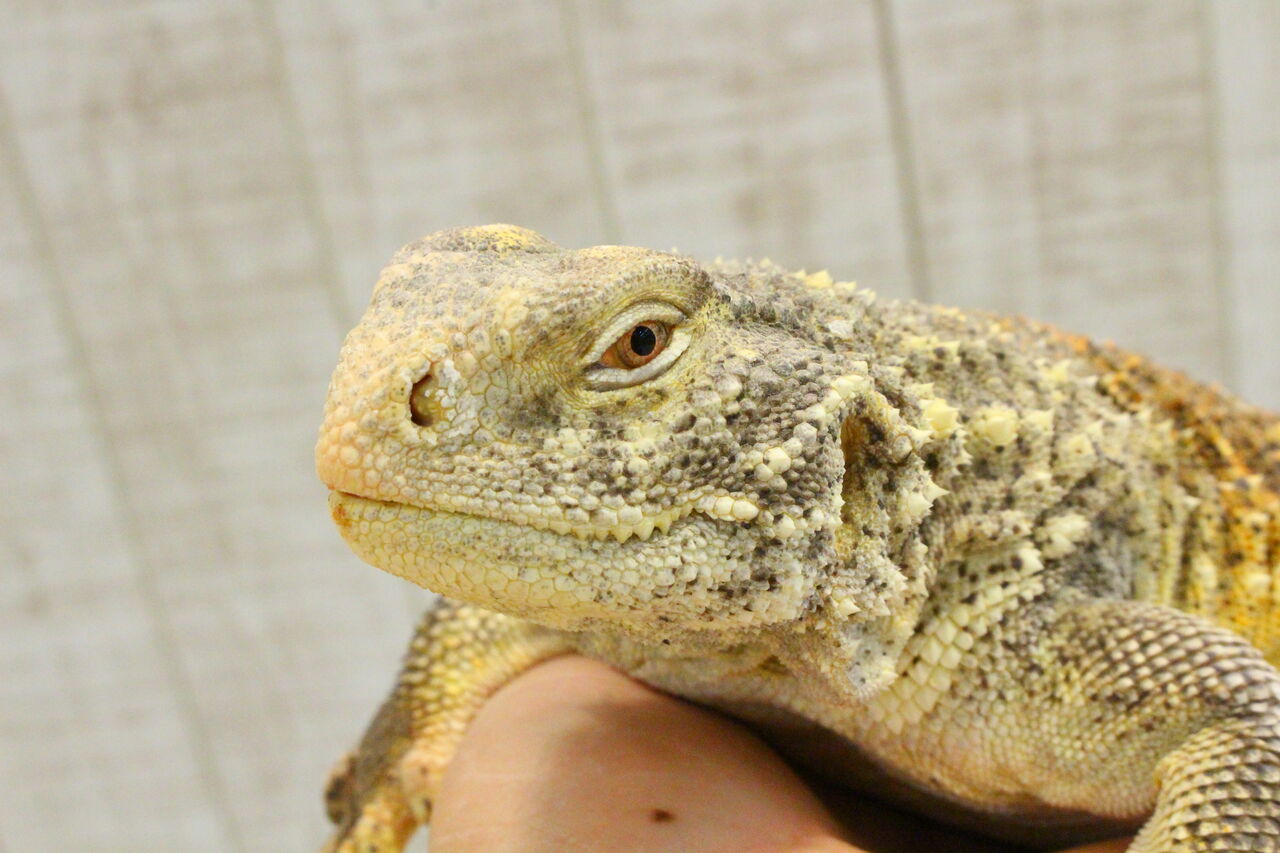 在庫紹介 オススメ生体 トカゲ 爬虫類クラブj 横須賀店ブログ 在庫紹介 オススメ生体 トカゲ 爬虫類クラブj 横須賀店ブログ