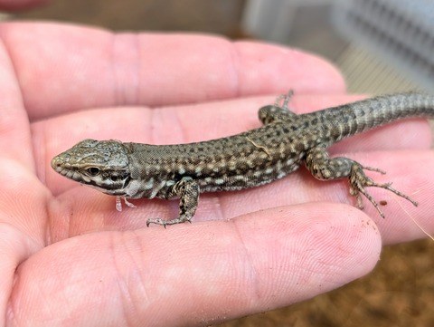 PXL_20250708_052900103~2