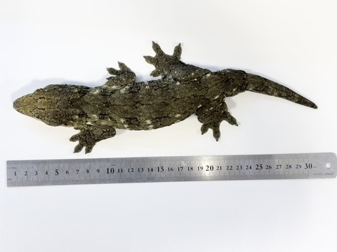FullSizeRender