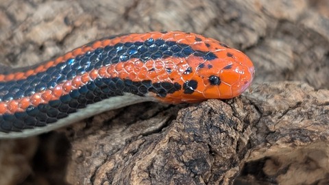 PXL_20251124_084451595~2